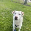 Photo of Lucky