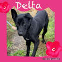 Photo of Delta