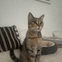 Photo of Tora
