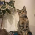 Photo of Tora