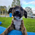Photo of Spike