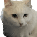 Photo of Whisky