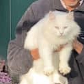 Photo of Whisky