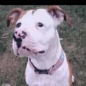 Photo of Bella