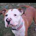 Photo of Bella