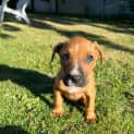 Photo of Chilli