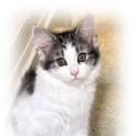 Photo of Moo Moo