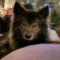 Photo of Meeka