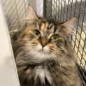 Photo of Jazmaine **2nd Chance Cat Rescue**