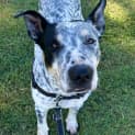 Photo of Gidget