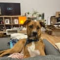 Photo of Denji