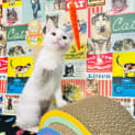 Photo of Curly Located In Keilor