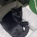 Photo of Zimba   7 Month Old Domestic Short Hair