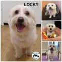 Photo of Locky