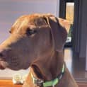 Photo of Coco
