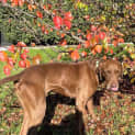 Photo of Coco