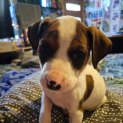 Photo of Millie