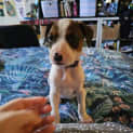 Photo of Millie