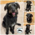 Photo of Arlo 
