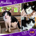 Photo of Madusa