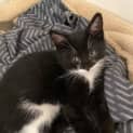 Photo of Licorice