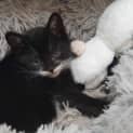 Photo of Licorice