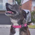 Photo of Gypsy   6 Year Old Mastiff X