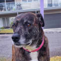 Photo of Gypsy   6 Year Old Mastiff X