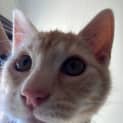 Photo of Duey