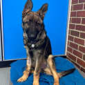 Photo of Max