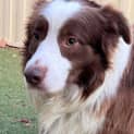 Photo of Toby