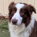 Photo of Toby