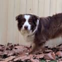 Photo of Toby