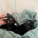 Photo of Blackberry & Licorice Meet Me @ Pet Stock Kingsford