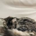 Photo of Kee Kee 