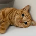 Photo of Teddy