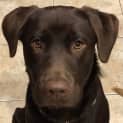 Photo of Rollo