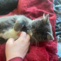 Photo of Calisto **2nd Chance Cat Rescue**