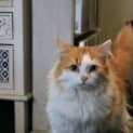 Photo of Caramilk