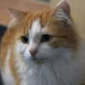 Photo of Caramilk