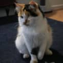Photo of Twirl