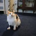 Photo of Twirl
