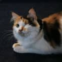 Photo of Twirl