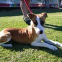 Photo of Cassia