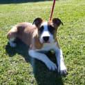Photo of Cassia