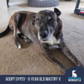 Photo of Gypsy   6 Year Old Mastiff X
