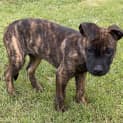 Photo of Penny