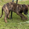 Photo of Penny