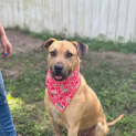 Photo of Alfie *$250 Adoption Fee*