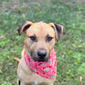 Photo of Alfie *$250 Adoption Fee*